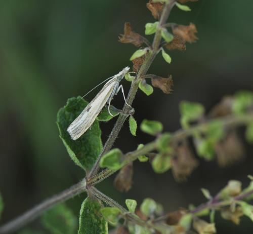 Réf. 243 071 : Agriphila inquinatella